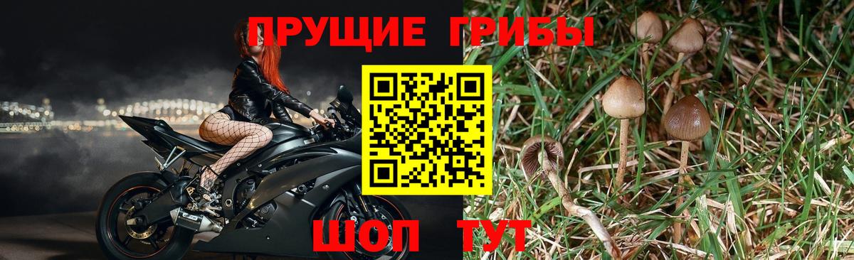 Псилоцибиновые грибы Psilocybe  Вход с VPN  Краснознаменск 